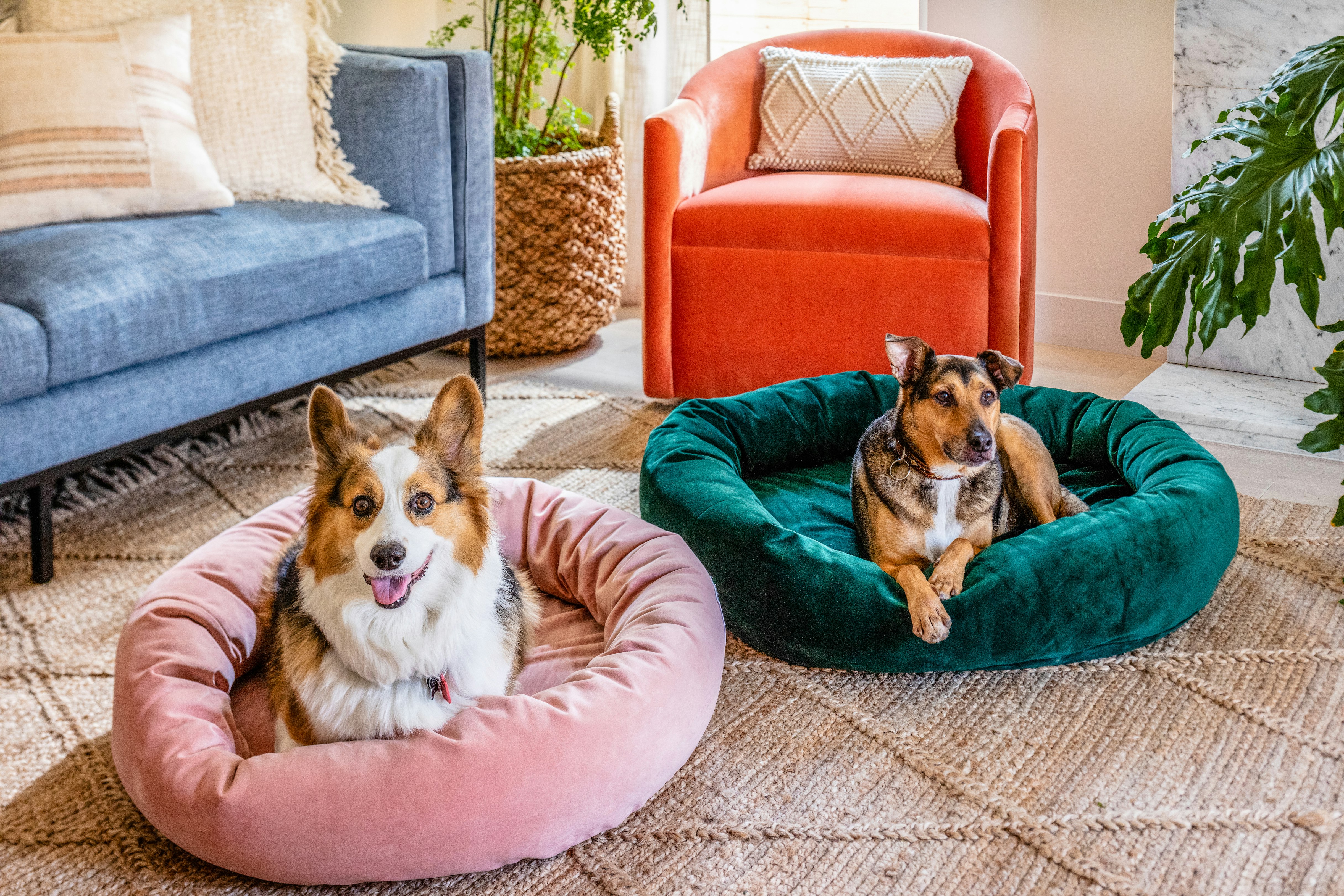 "The Cozy" Pet Bed Joybird